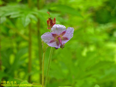 Geranium platyanthum