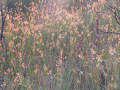 Platycaulos compressus