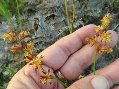 Platycaulos compressus
