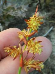 Platycaulos compressus