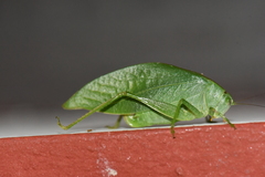 Holochlora