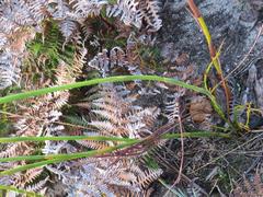 Platycaulos compressus
