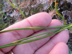 Platycaulos compressus