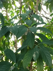 Artocarpus heterophyllus