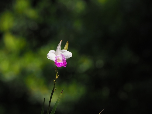 Arundina graminifolia