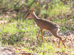 Guenther's Dik-Dik photo 3