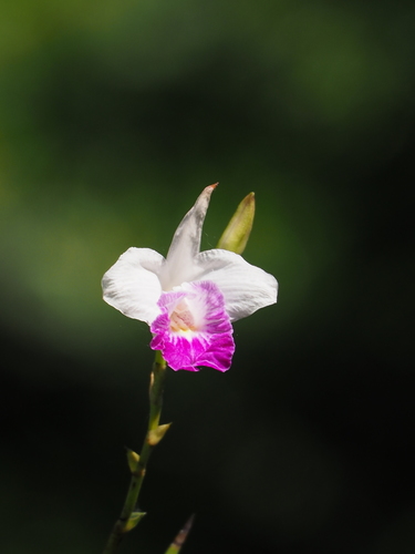 Arundina graminifolia