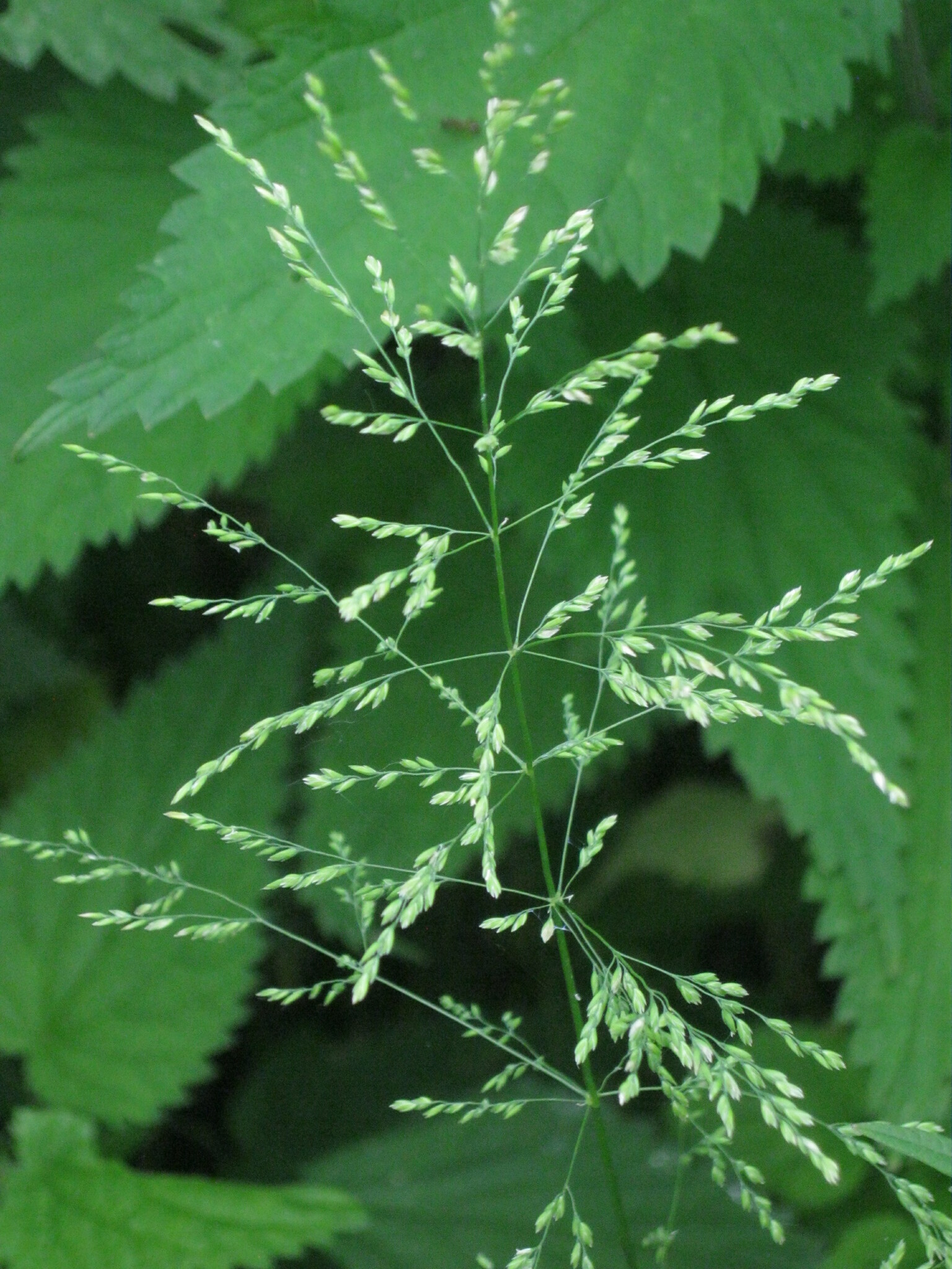 Poa trivialis