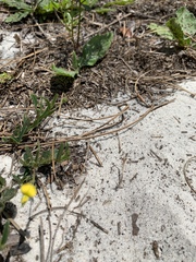 Crotalaria rotundifolia