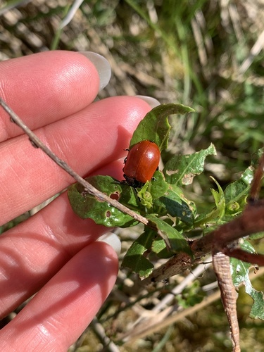 Poplar Leaf Beetle photo 5