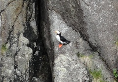 Fratercula corniculata