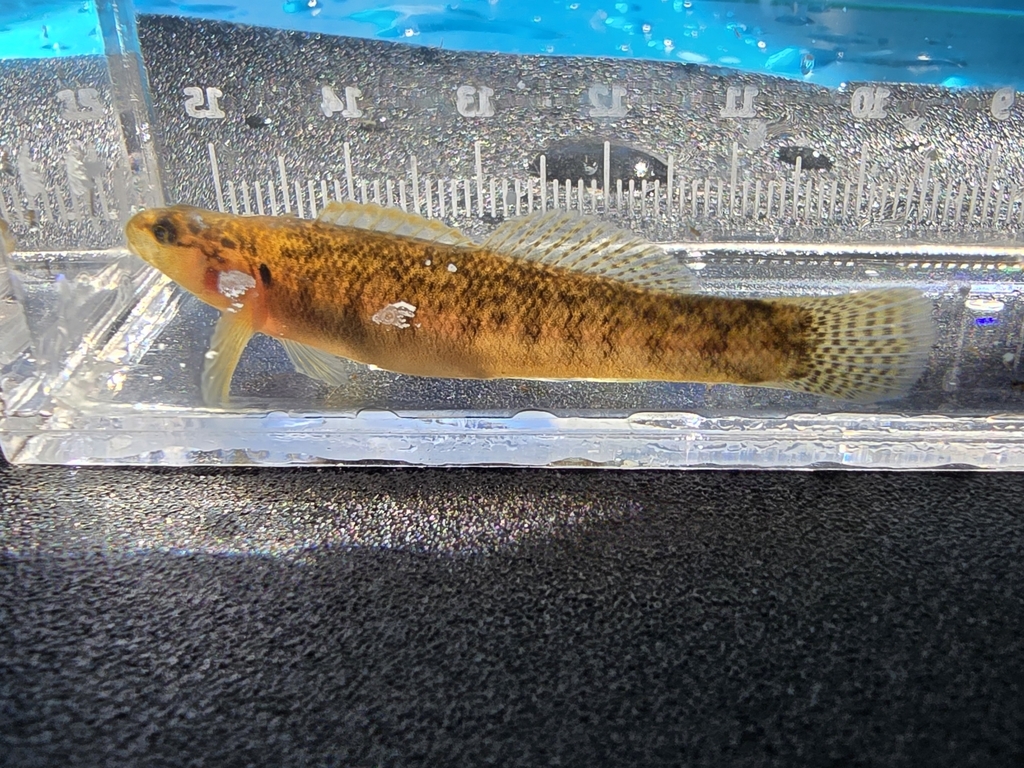 Fantail Darter from Rocky Ridge, MD 21778, USA on May 11, 2024 at 10:49 ...