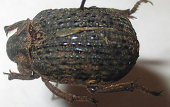 Omorgus squalidus