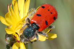 Trichodes octopunctatus