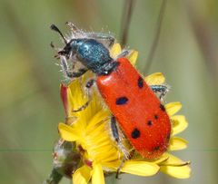 Trichodes octopunctatus