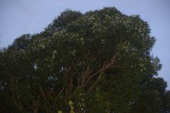 Eucalyptus gunnii