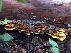 Pseudomerulius