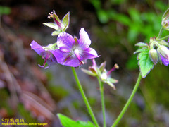 Geranium platyanthum