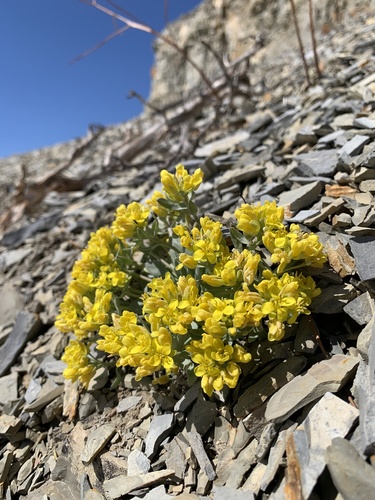 Tunp Range twinpod (Physaria dornii)