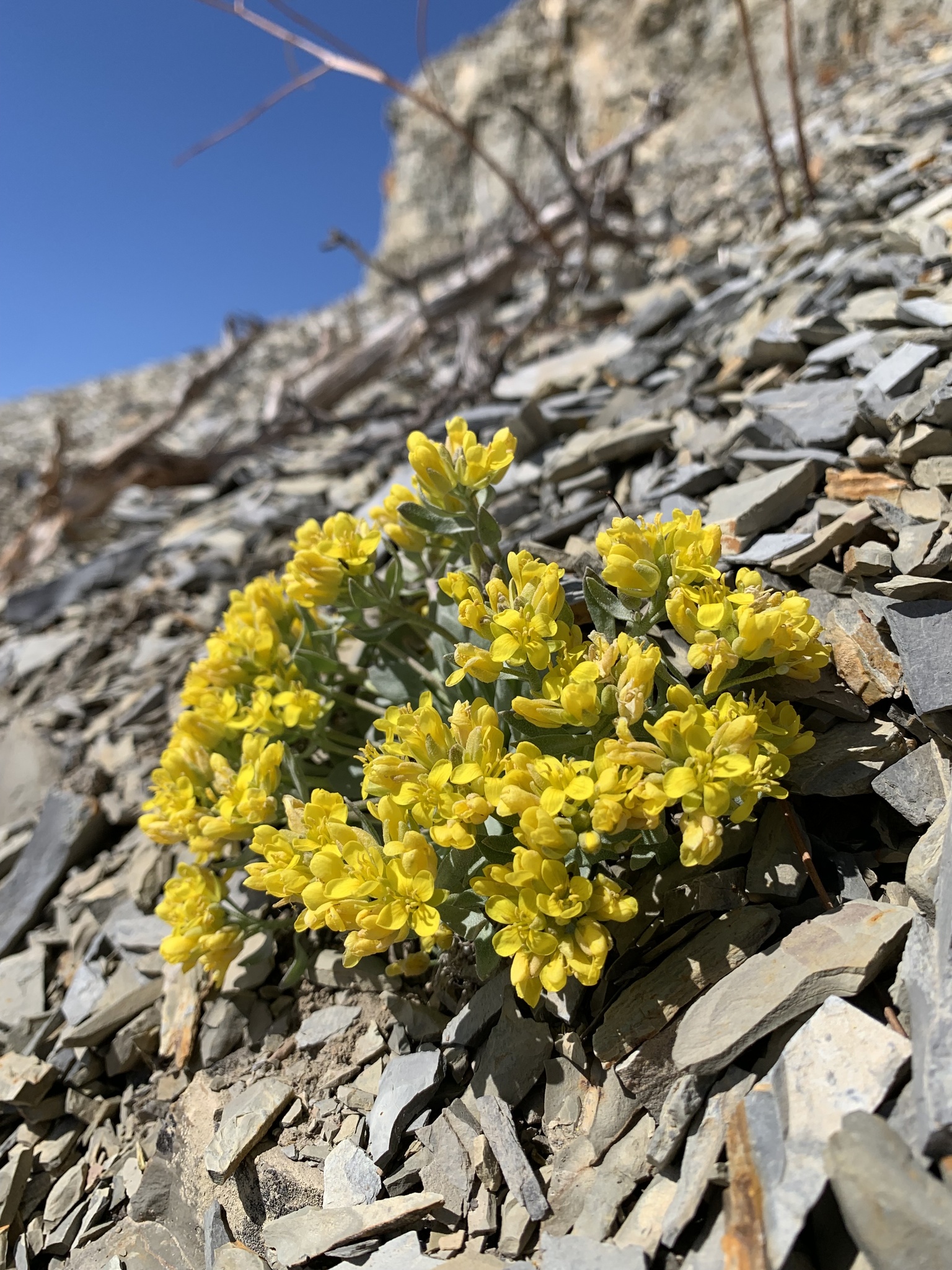 Physaria dornii