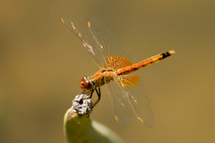 Erythrodiplax corallina