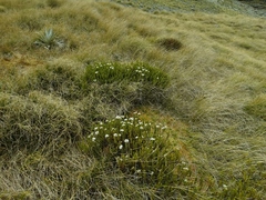 Veronica pauciramosa