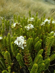 Veronica pauciramosa