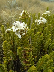 Veronica pauciramosa