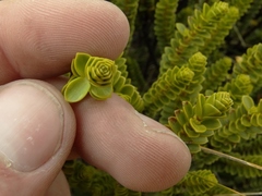 Veronica pauciramosa