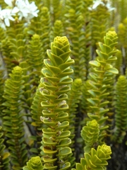 Veronica pauciramosa