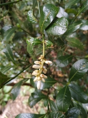 Palicourea boqueronensis