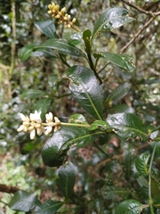Palicourea boqueronensis