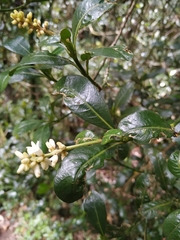 Palicourea boqueronensis