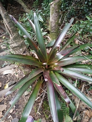 Tillandsia pastensis