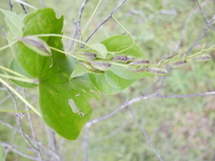 Dioscorea sambiranensis