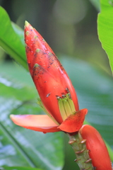 Musa beccarii