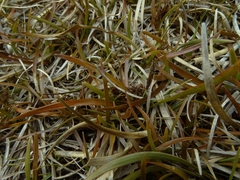 Carex talbotii