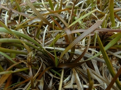 Carex talbotii