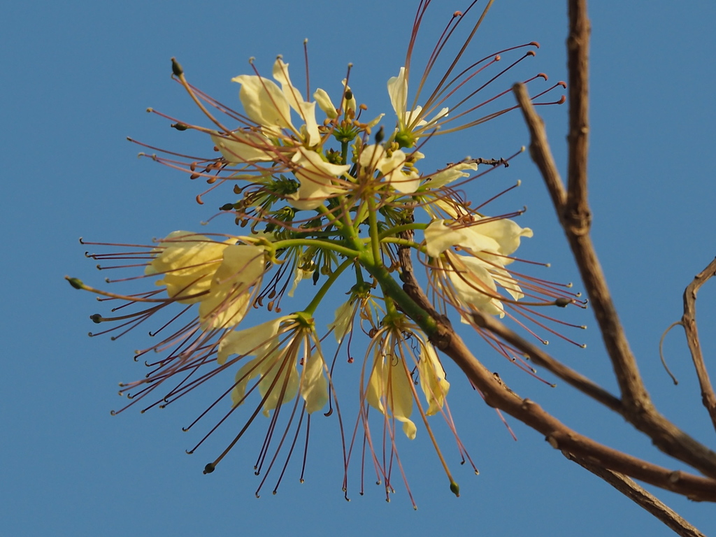 Sacred Garlic Pear