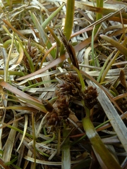 Carex talbotii