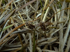 Carex talbotii