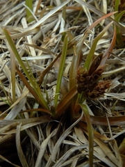 Carex talbotii