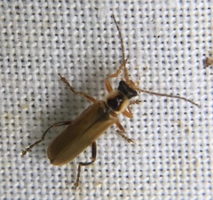 Cantharis decipiens