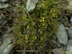 Ranunculus maculatus
