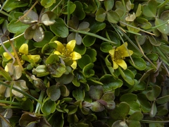 Ranunculus maculatus