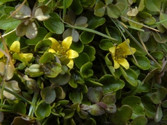 Ranunculus maculatus