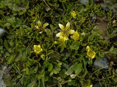 Ranunculus maculatus