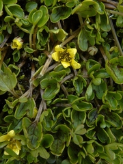 Ranunculus maculatus