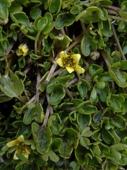 Ranunculus maculatus