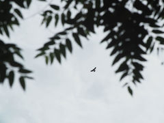 Accipiter virgatus fuscipectus